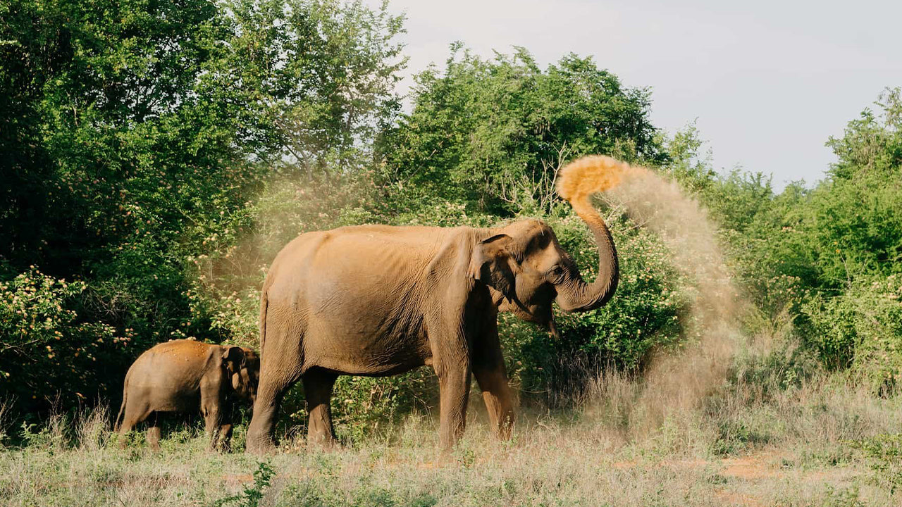 Safari from Udawalawe