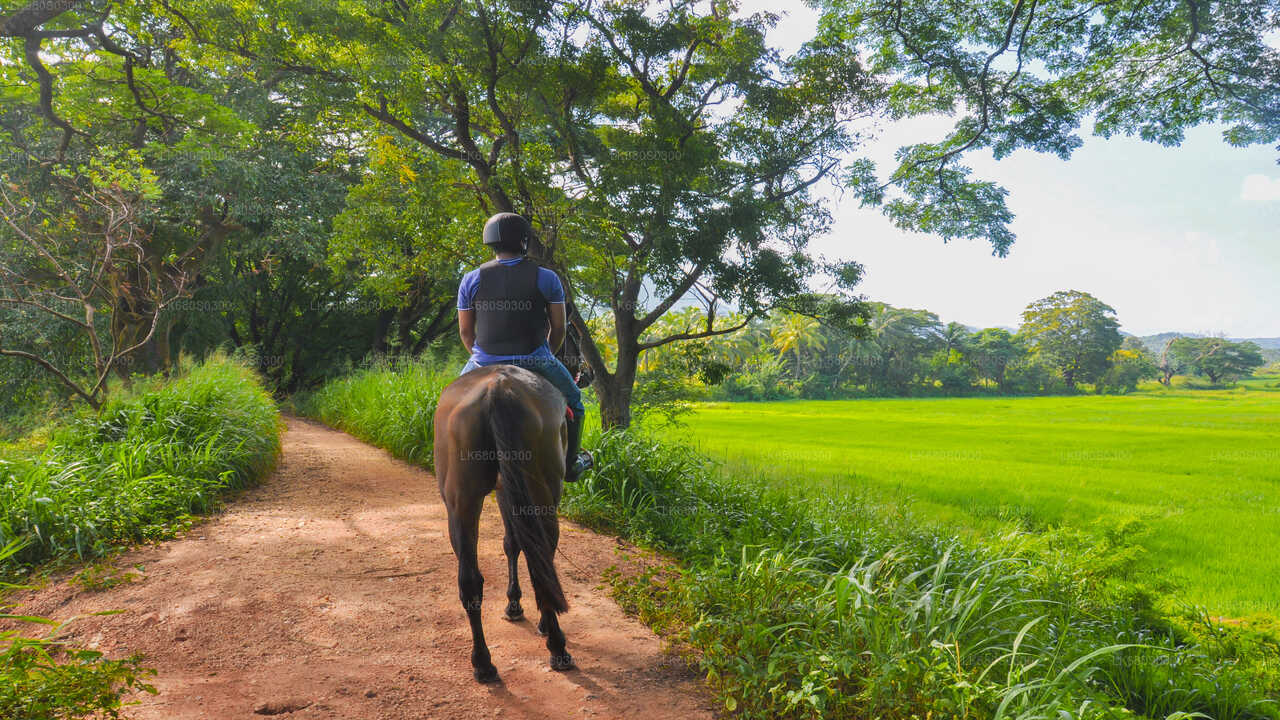 Horse-Riding from Habarana