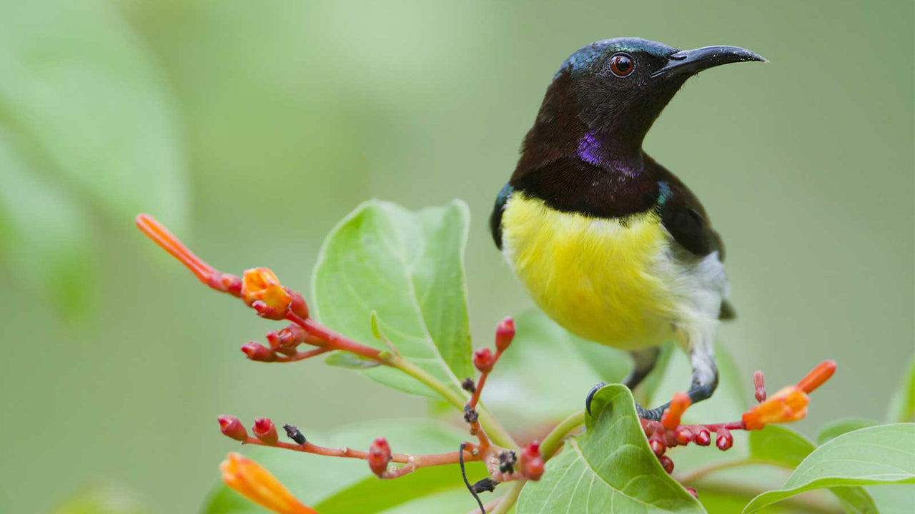 Birdwatching from Colombo