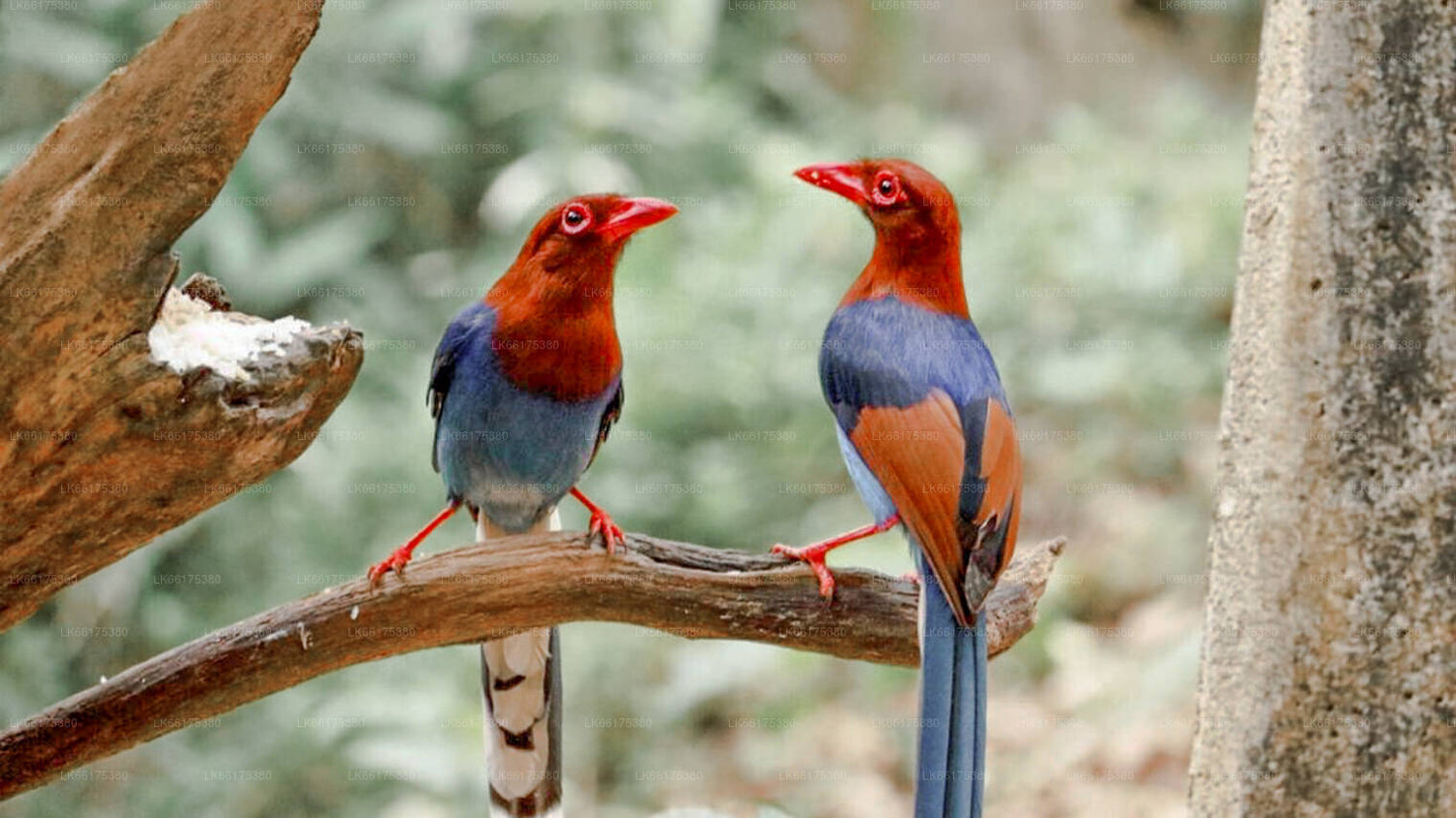 Birdwatching from Jaffna