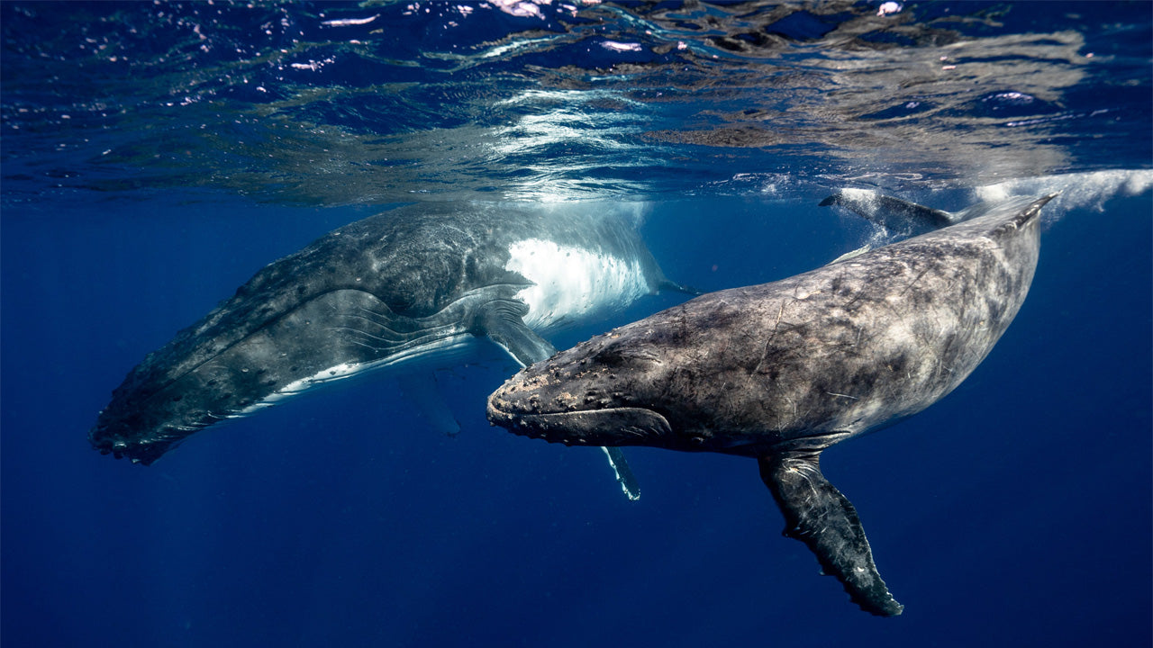 Whale Watching from Talpe