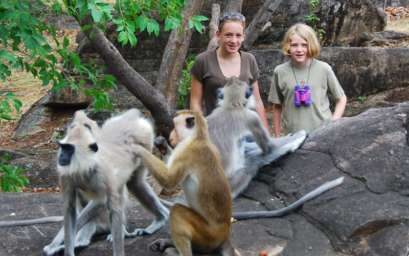 Monkey Watching from Polonnaruwa