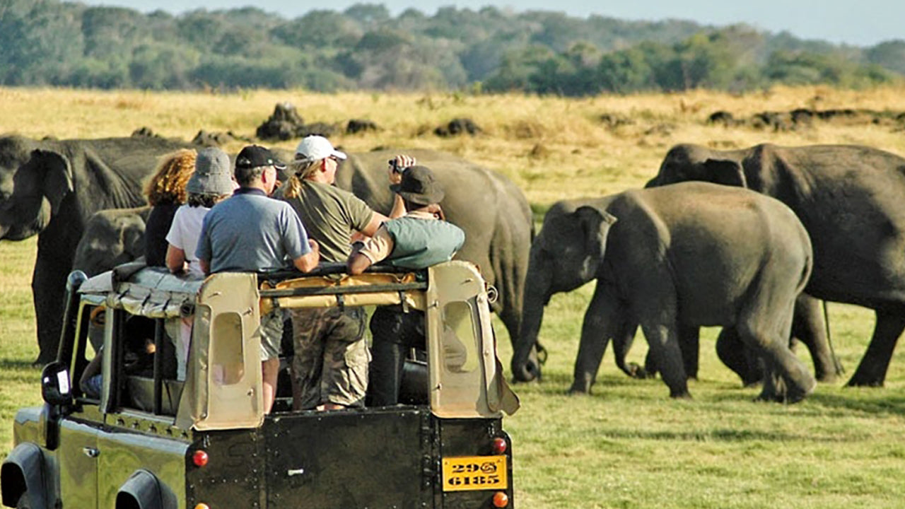 Wildlife Tours