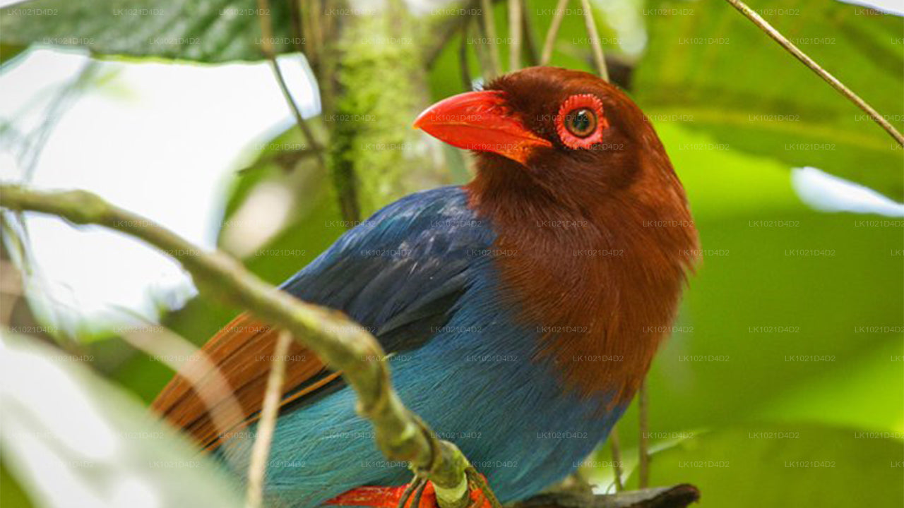 Rainforest Explorer from Bentota (2 Days)