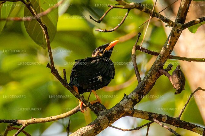 Wildlife Tour Covering Birds, Mammals and Whales (12 Days)