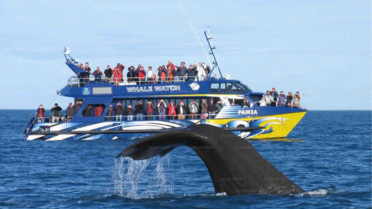 Wildlife Tour Covering Birds, Mammals and Whales (21 Days)