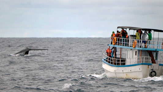 Whale Watching from Weligama