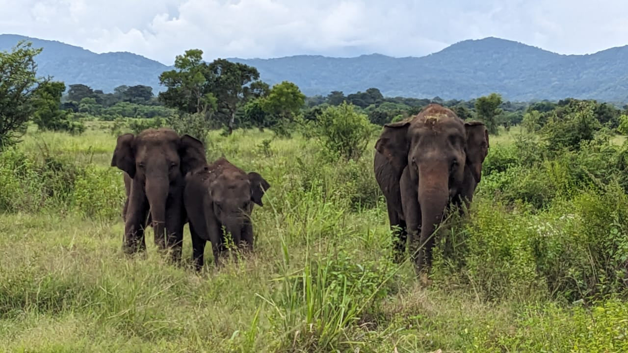 Wasgamuwa National Park Private Safari from Kandy