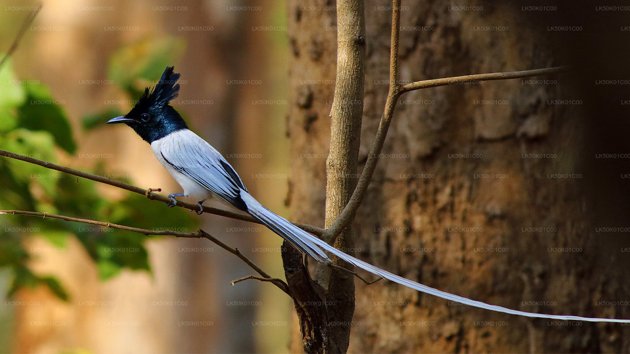 Lunugamvehera National Park Private Safari