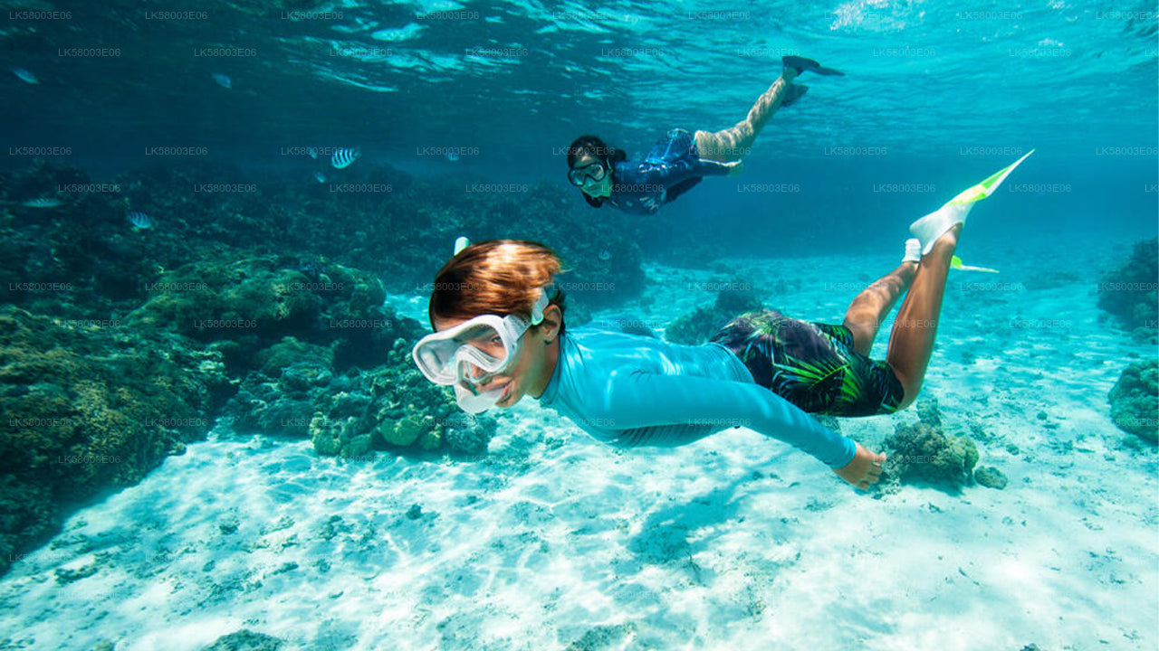 Snorkeling from Ahangama