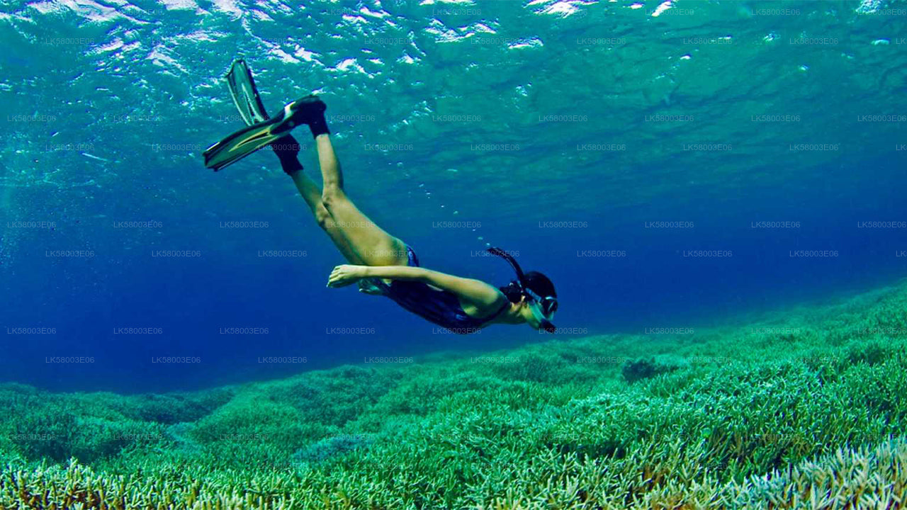 Snorkeling from Ahangama