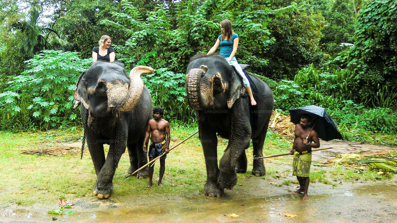 Millennium Elephant Foundation Visit from Kitulgala