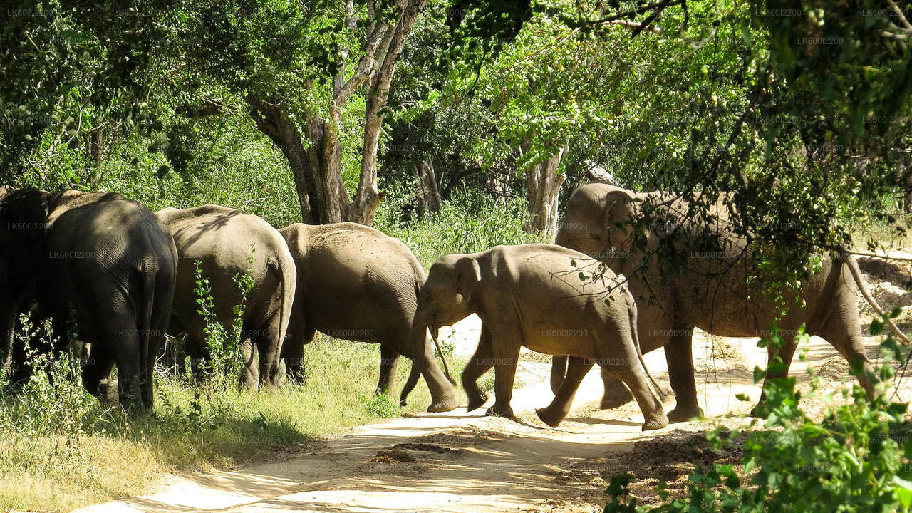 Wilpattu National Park Safari from Dambulla