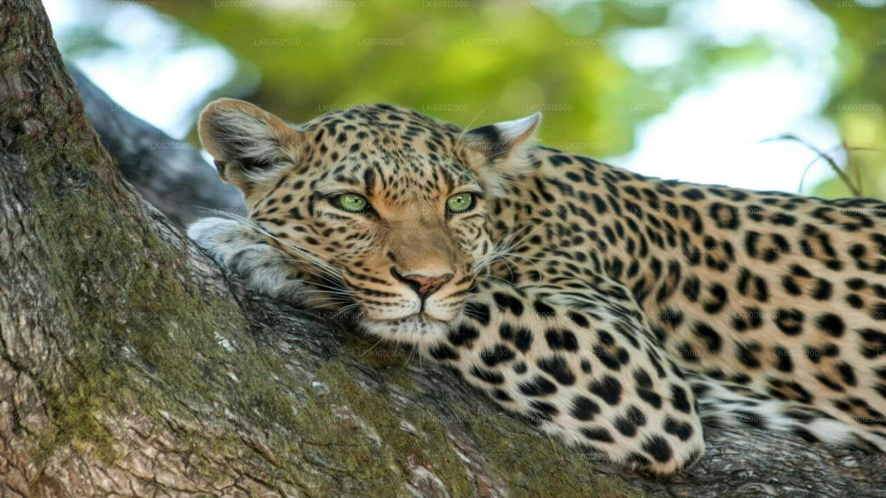 Wasgamuwa National Park Safari From Trincomalee