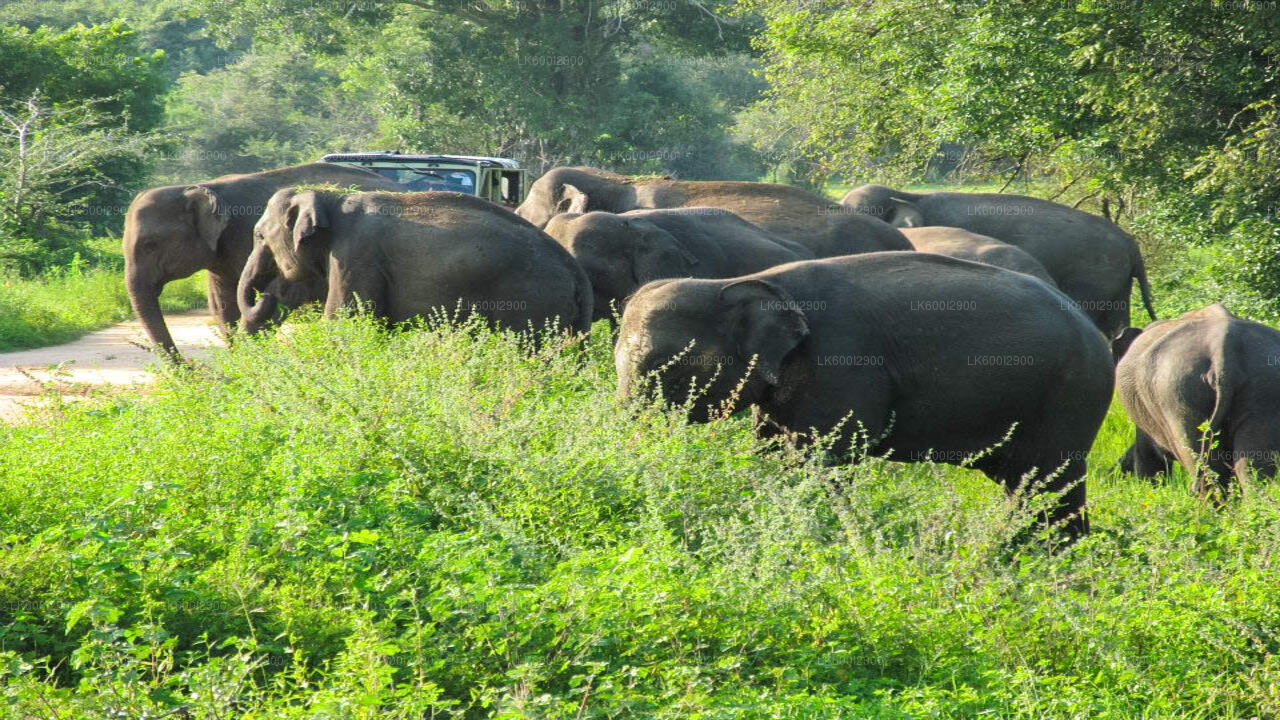 Wasgamuwa National Park Safari From Trincomalee