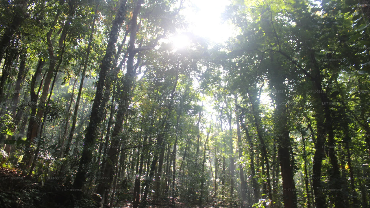 Udawattekele Forest Reserve Entrance Tickets