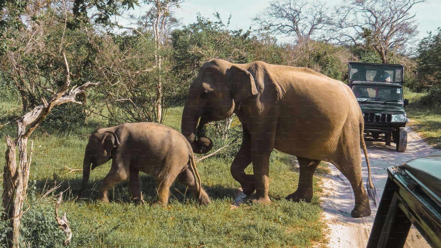 Udawalawe from Hikkaduwa (2 Days)