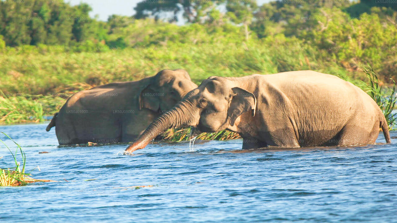 Gal Oya National Park Private Safari