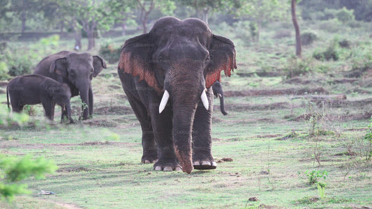 Kalawewa National Park Shared Safari