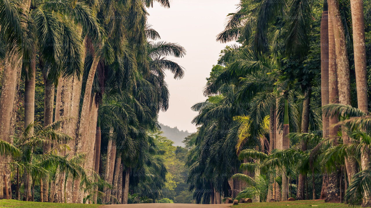 Kandy City Tour from Bentota