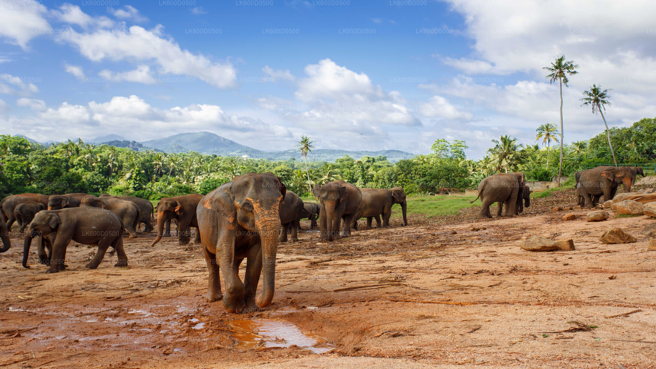 Pinnawala Elephant Orphanage from Bentota