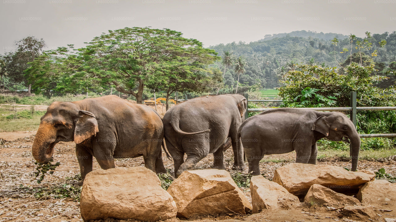 Pinnawala Elephant Orphanage from Bentota