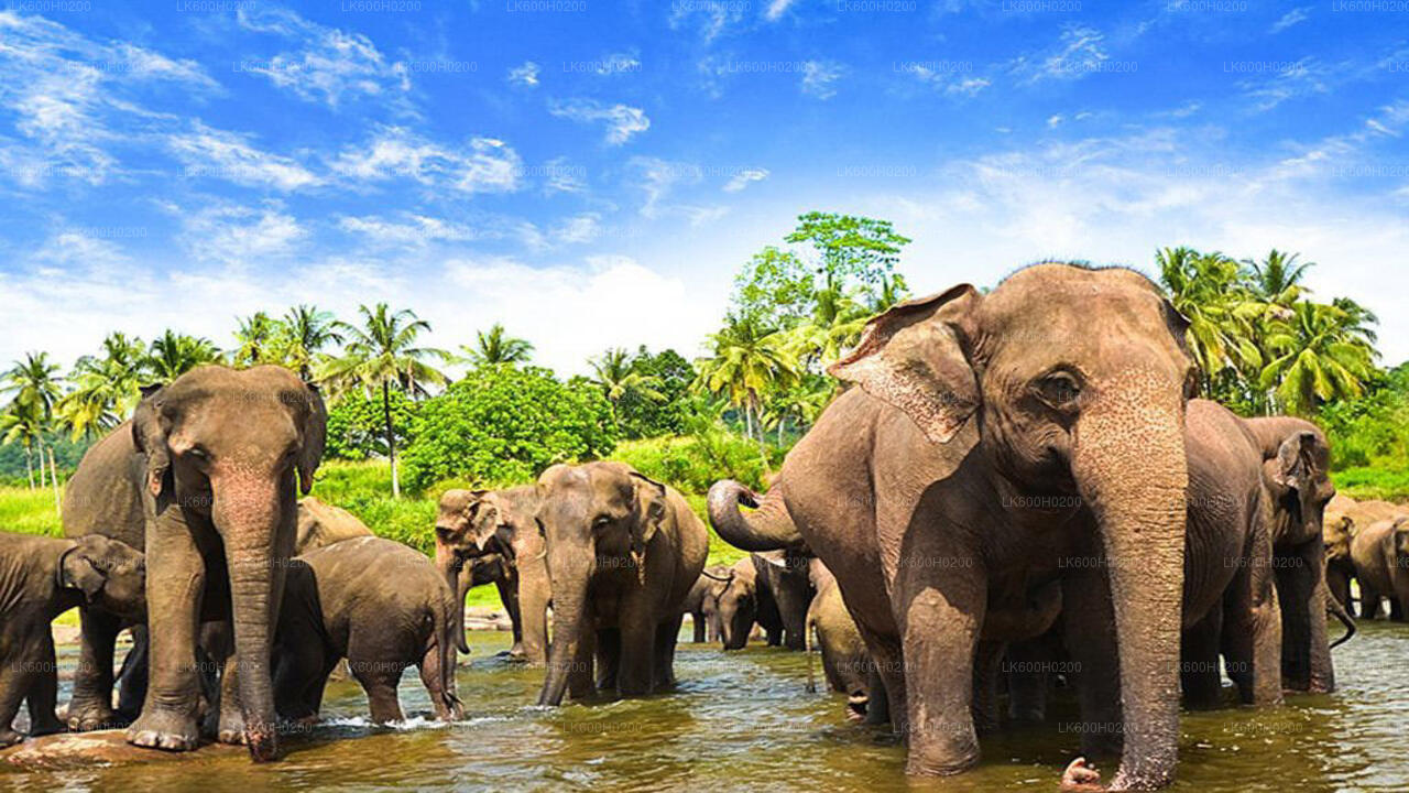 Pinnawala Elephant Orphanage from Colombo