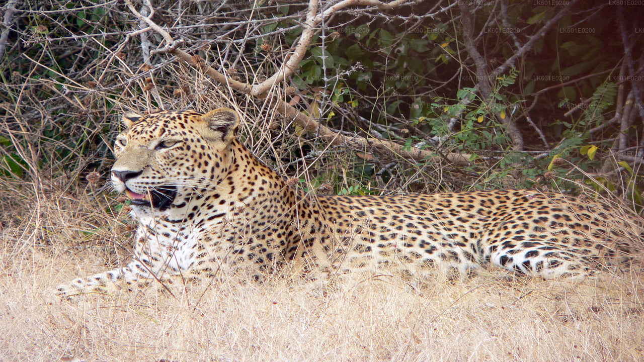 Yala National Park Safari from Koggala