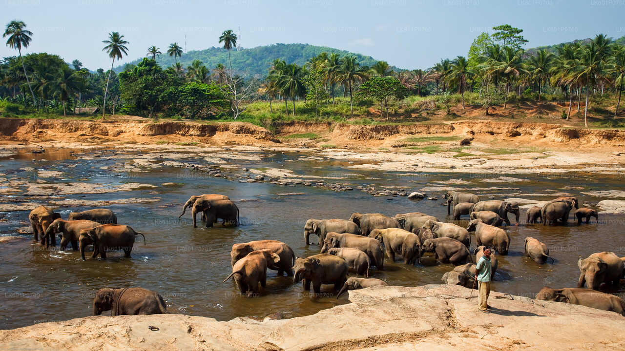 Pinnawala Elephant Orphanage from Negombo