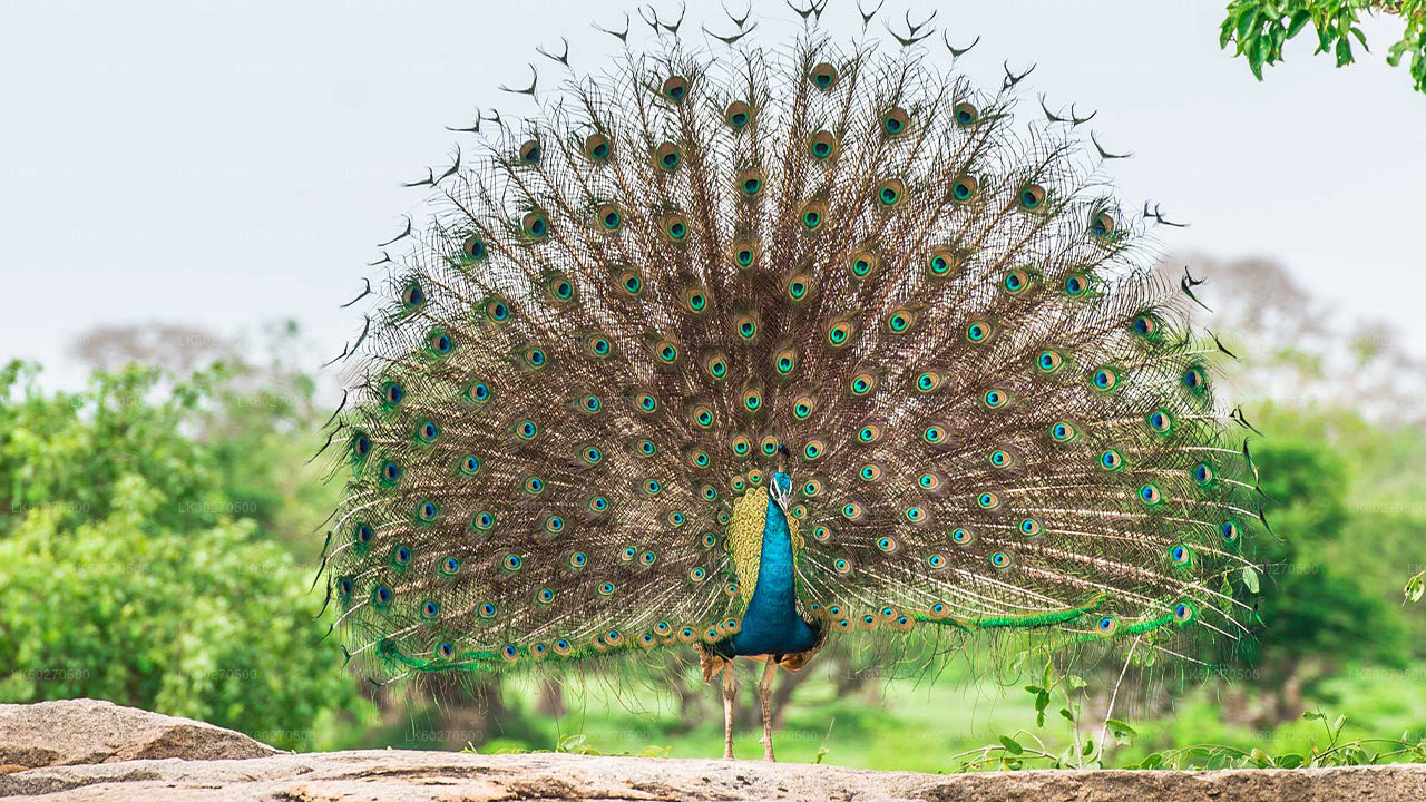 Yala National Park Safari from Dikwella