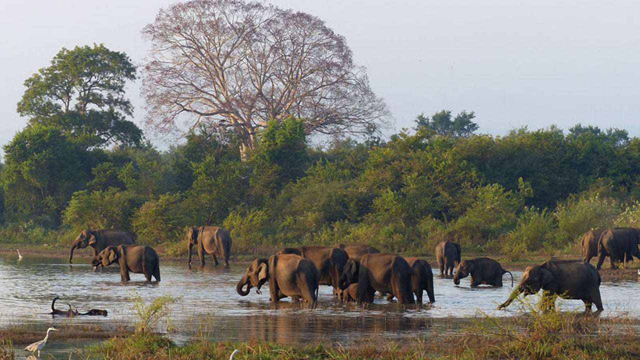 Wasgamuwa National Park Entrance Ticket