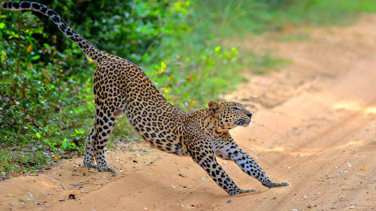 Wilpattu National Park Entrance Tickets