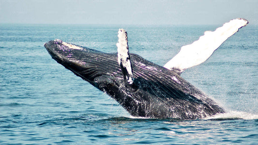 Whale Watching Yacht Tour from Mirissa