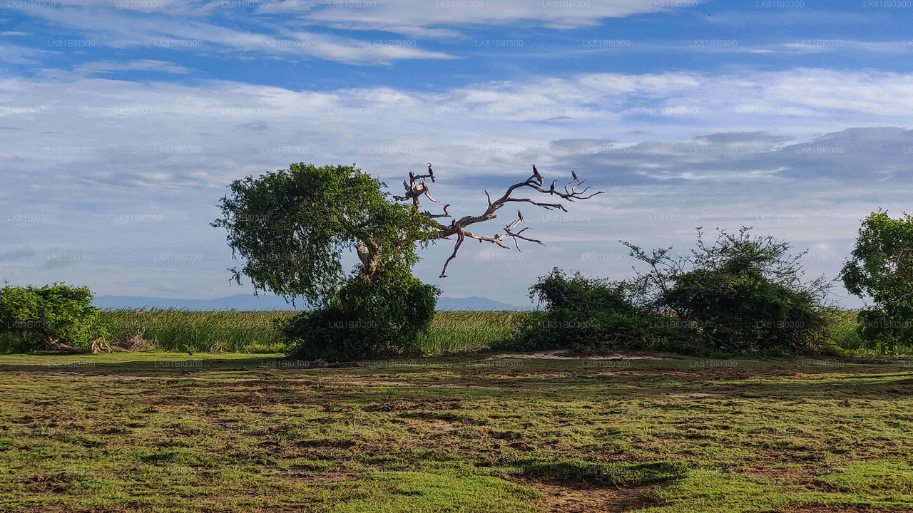 Bundala National Park Safari From Hambantota Port