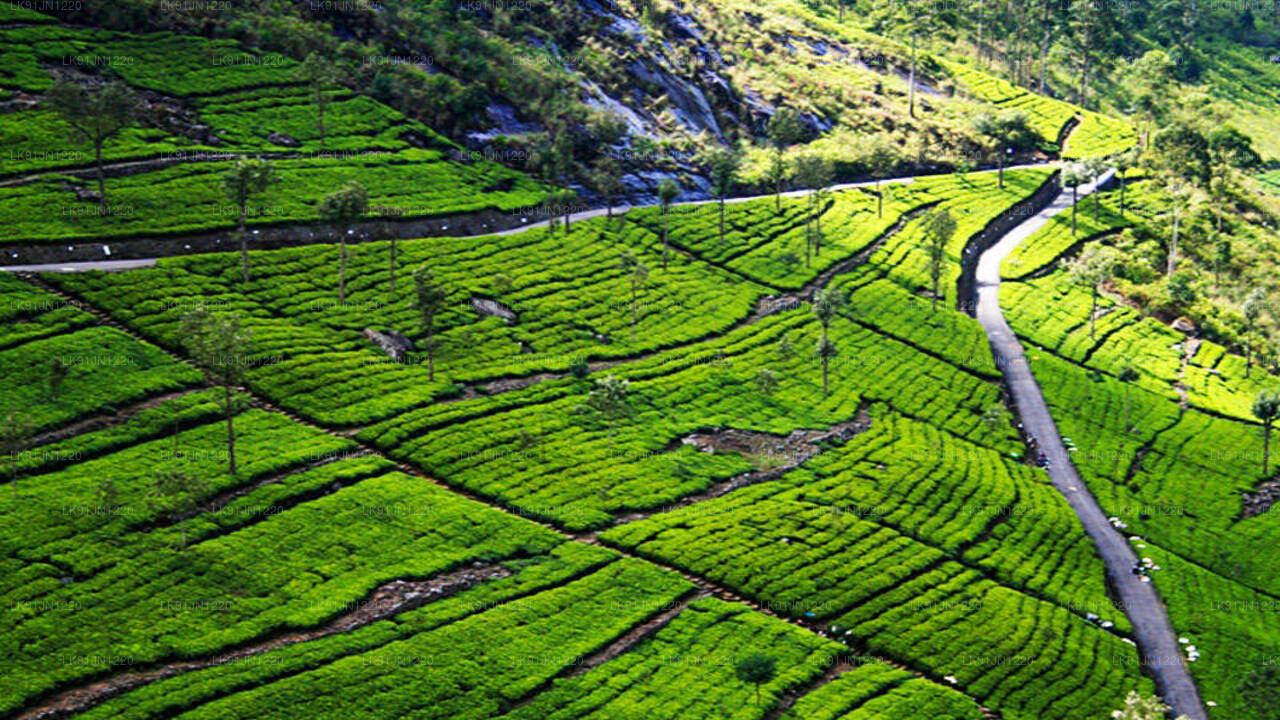 Discover Sigiriya by Helicopter from Hatton